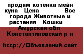 продам котенка мейн-куна › Цена ­ 35 000 - Все города Животные и растения » Кошки   . Амурская обл.,Константиновский р-н